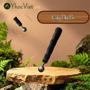 Cây Đại Bi Bạc - Giải Cơ - Giản Hàn Khí - Đánh Gió - Giảm Đau Nhức