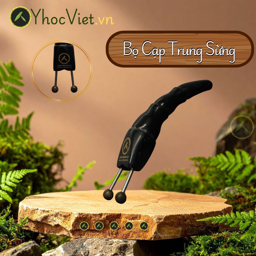 BỌ CẠP TRUNG SỪNG – ĐẨY KHAI THÔNG ĐIỂM TẮC NGHẼN