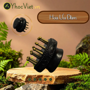 HOA ƯU ĐÀM – CHẢI THÔNG KINH LẠC, LƯU THÔNG KHÍ HUYẾT