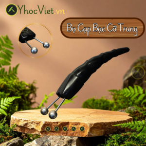 Bọ Cạp Bạc Cỡ Trung - Bài Hàn, Thải Độc và Khai Thông