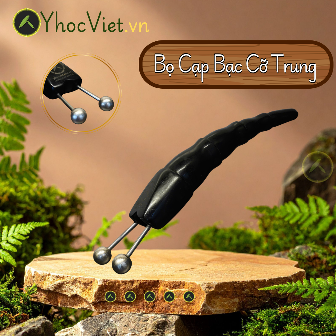 Bọ Cạp Bạc Cỡ Trung - Bài Hàn, Thải Độc và Khai Thông